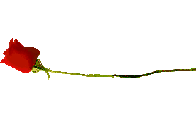 long-stemmed rose
